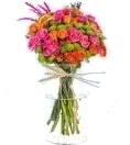 Gerbera