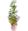 Saksı Çiçeği