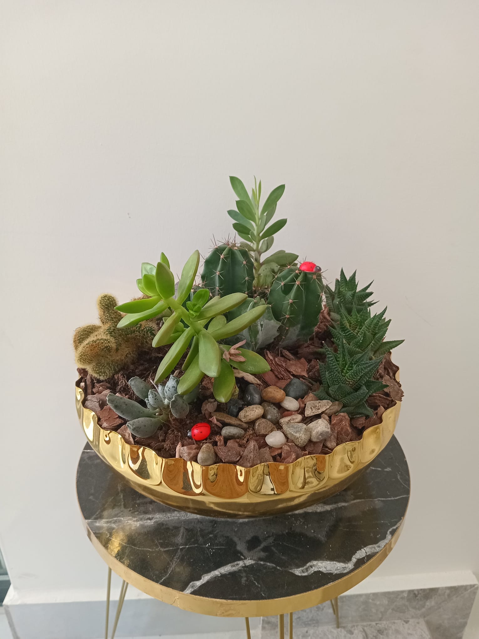 Sarı metal saksı sukulent